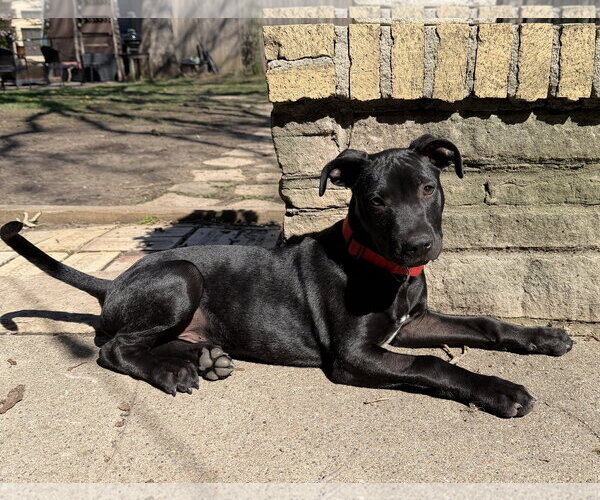 Medium Photo #4 Australian Shepherd-Unknown Mix Puppy For Sale in Des Moines, IA, USA
