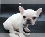 Puppy Bug French Bulldog