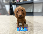 Small Photo #5 Goldendoodle Puppy For Sale in WHITE PLAINS, MD, USA