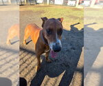 JASPER - Male Doberman Pinscher Dog for Adoption - Small photo