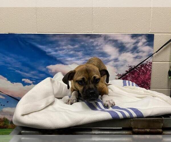 Medium Photo #1 Pug-Unknown Mix Puppy For Sale in Moreno Valley, CA, USA