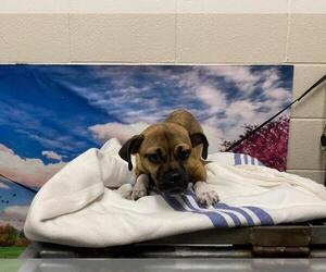 Pug-Unknown Mix Dogs for adoption in Moreno Valley, CA, USA