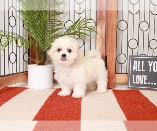 Medium Photo #3 Mal-Shi-Shih Tzu Mix Puppy For Sale in NAPLES, FL, USA
