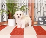 Small Photo #3 Mal-Shi-Shih Tzu Mix Puppy For Sale in NAPLES, FL, USA