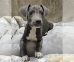 Small #4 American Pit Bull Terrier-Dachshund Mix