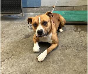 American Pit Bull Terrier-Unknown Mix Dogs for adoption in Camarillo, CA, USA