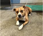 Small American Pit Bull Terrier Mix