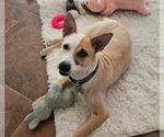 Small Mutt