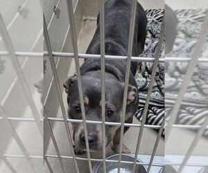 Mutt Dogs for adoption in Decatur, IL, USA