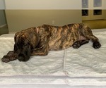 Small Photo #5 Great Dane Puppy For Sale in PORT SAINT LUCIE, FL, USA