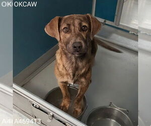 Mutt Dogs for adoption in Oklahoma City, OK, USA