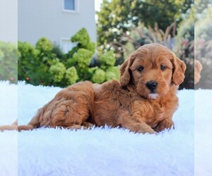 Goldendoodle-Poodle (Miniature) Mix Puppy for sale in GORDONVILLE, PA, USA
