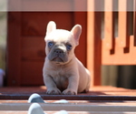 Small #4 French Bulldog