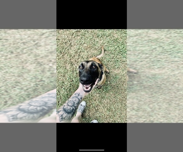 Medium Photo #1 Belgian Malinois Puppy For Sale in CARROLLTON, GA, USA