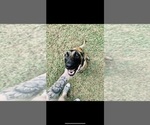Small Photo #1 Belgian Malinois Puppy For Sale in CARROLLTON, GA, USA