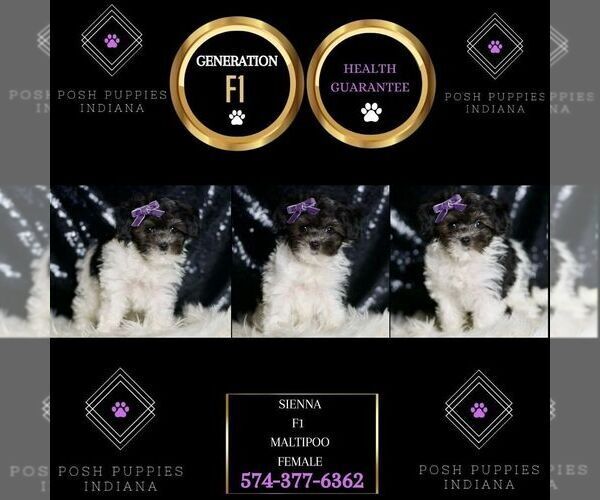 Medium Photo #6 Maltipoo Puppy For Sale in WARSAW, IN, USA