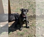 Small Photo #6 Mutt Puppy For Sale in Redmond, WA, USA