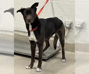 Labrador Retriever-Unknown Mix Dogs for adoption in Grand Prairie, TX, USA