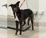 Small Labrador Retriever Mix
