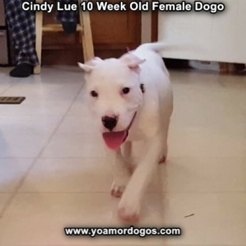 Medium Photo #103 Dogo Argentino Puppy For Sale in PINEVILLE, MO, USA