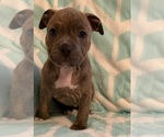 Small Photo #14 American Bully Puppy For Sale in PALM COAST, FL, USA