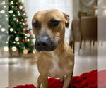 Small #3 American Staffordshire Terrier-Boxer Mix