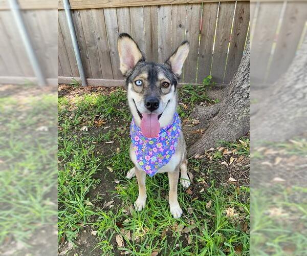 Medium Photo #3 German Shepherd Dog-Siberian Husky Mix Puppy For Sale in Pasadena, TX, USA