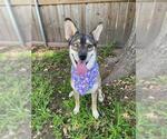 Small #2 German Shepherd Dog-Siberian Husky Mix