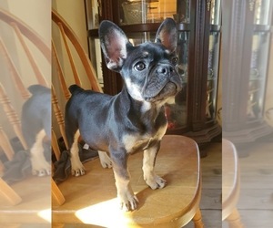 French Bulldog Puppy for sale in AFTON, WY, USA