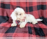 Small #4 Cockapoo (Miniature)