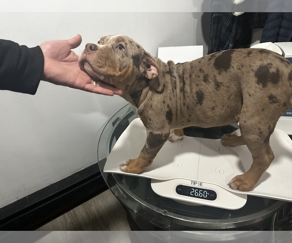 Medium Photo #10 American Bully Puppy For Sale in BROCKTON, MA, USA