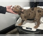 Small Photo #10 American Bully Puppy For Sale in BROCKTON, MA, USA
