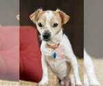 Small #4 Chihuahua