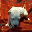 Small Photo #121 Dogo Argentino Puppy For Sale in JANE, MO, USA