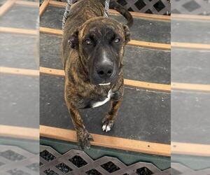 Labrador Retriever-Unknown Mix Dogs for adoption in Palmetto, FL, USA