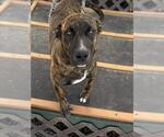 ROGUE - Female Labrador Retriever-Unknown Mix Dog for Adoption - Small photo