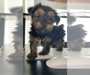 Yorkshire Terrier Puppy for sale in CONYERS, GA, USA