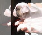 Small Photo #2 French Bulldog Puppy For Sale in KLEIN, TX, USA
