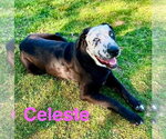 Small #2 Catahoula Leopard Dog-Great Dane Mix