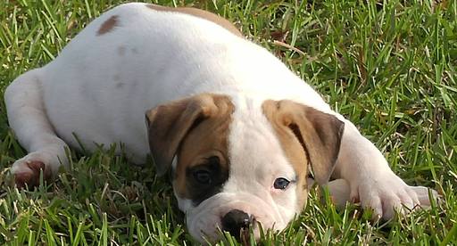 Medium Photo #1 American Bulldog Puppy For Sale in KINGSLAND, GA, USA
