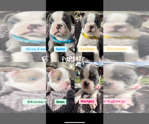 Boston Terrier Puppy for Sale in NEW ORLEANS, Louisiana USA