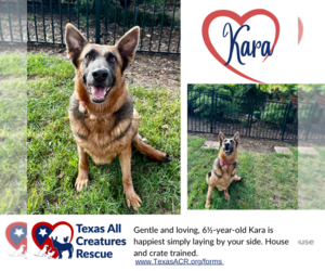 German Shepherd Dog Dogs for adoption in Lillian, TX, USA
