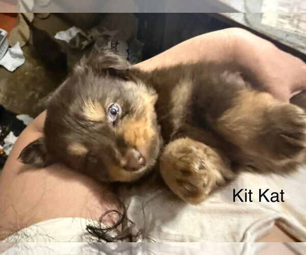 Medium Photo #1 Doxie-Pin Puppy For Sale in Amarillo, TX, USA