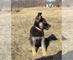 Small Photo #4 German Shepherd Dog Puppy For Sale in SUMPTER TWP, MI, USA