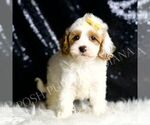 Small #4 Cavapoo