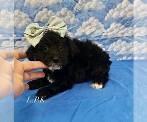Schnoodle (Miniature) Puppy for sale in WINNSBORO, LA, USA