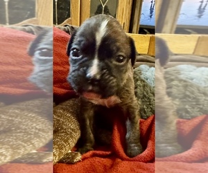 Boxer Puppy for sale in LANSING, MI, USA