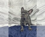 Small Photo #4 French Bulldog Puppy For Sale in GLENVILLE, CT, USA