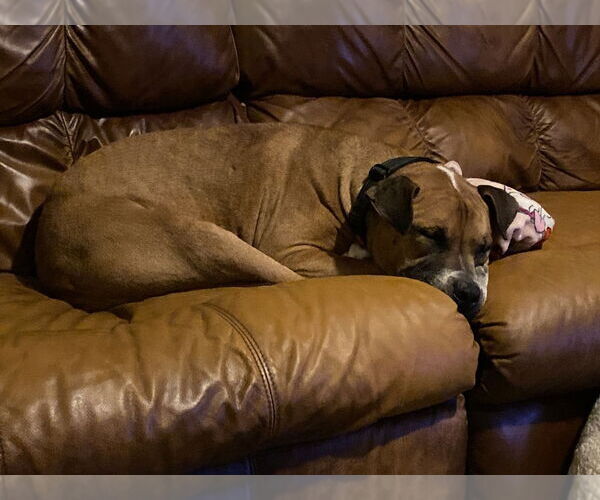 Medium Photo #5 Boxer-Unknown Mix Puppy For Sale in Springdale, PA, USA