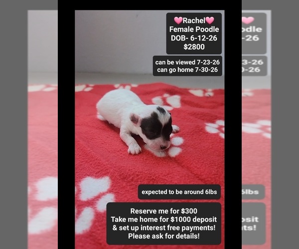 Medium Photo #1 Poodle (Toy) Puppy For Sale in TUCSON, AZ, USA